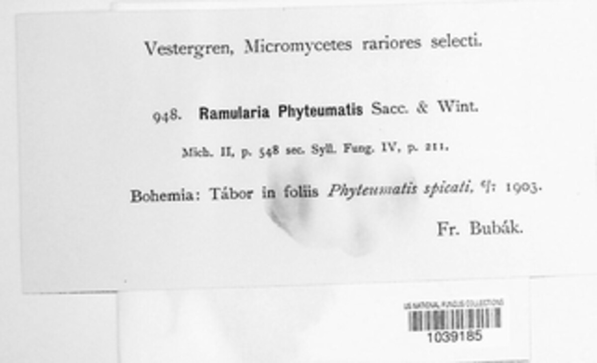 Ramularia phyteumatis image